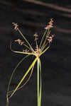 Fourangle flatsedge